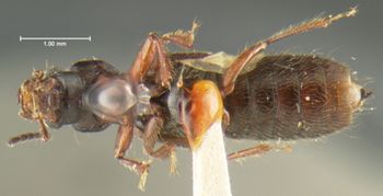Media type: image;   Entomology 24076 Aspect: habitus ventral view